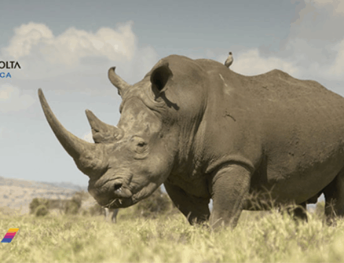 CBA SUPPORT THE SAVE THE RHINO WWF FUND